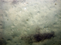 Image of seabed - photo.