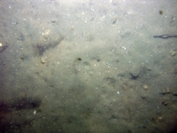 Image of seabed - photo.