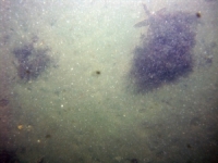 Image of seabed - photo.