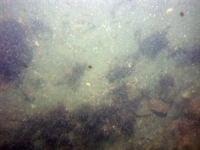 Image of seabed - photo.