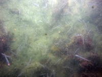 Image of seabed - photo.