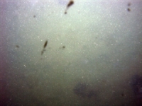 Image of seabed - photo.