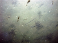 Image of seabed - photo.