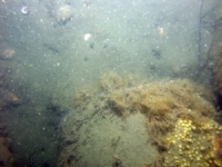 Image of seabed - photo.