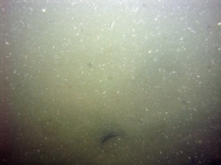 Image of seabed - photo.