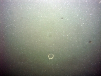 Image of seabed - photo.