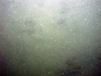 Image of seabed - photo.