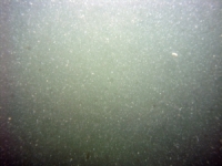 Image of seabed - photo.