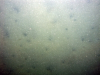 Image of seabed - photo.