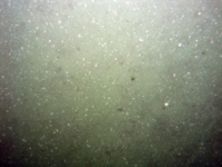 Image of seabed - photo.