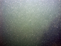 Image of seabed - photo.