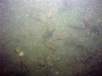 Image of seabed - photo.