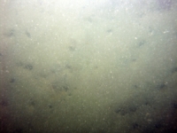 Image of seabed - photo.