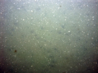 Image of seabed - photo.