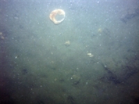 Image of seabed - photo.