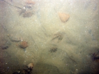 Image of seabed - photo.