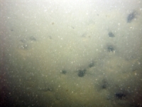 Image of seabed - photo.