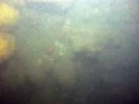 Image of seabed - photo.