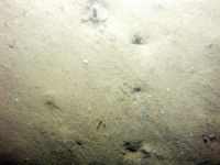 Image of seabed - photo.