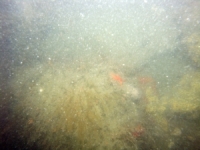 Image of seabed - photo.