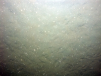 Image of seabed - photo.