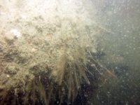 Image of seabed - photo.