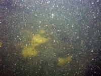 Image of seabed - photo.