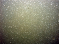 Image of seabed - photo.