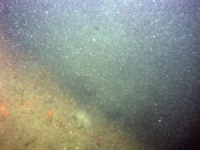 Image of seabed - photo.