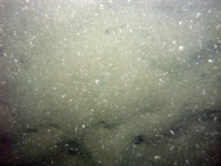 Image of seabed - photo.