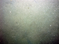 Image of seabed - photo.