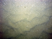 Image of seabed - photo.