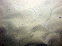 Image of seabed - photo.