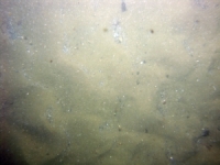 Image of seabed - photo.