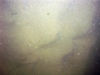 Image of seabed - photo.