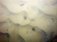 Image of seabed - photo.