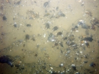 Image of seabed - photo.