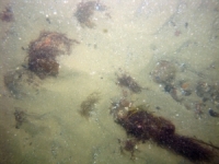 Image of seabed - photo.