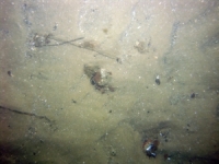 Image of seabed - photo.