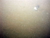 Image of seabed - photo.