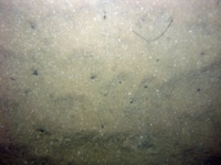 Image of seabed - photo.