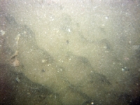 Image of seabed - photo.