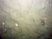 Image of seabed - photo.