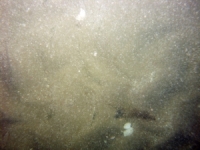 Image of seabed - photo.