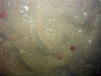 Image of seabed - photo.