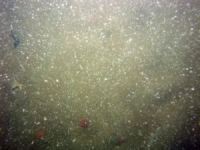 Image of seabed - photo.