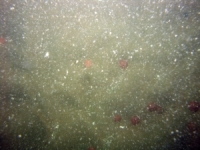 Image of seabed - photo.