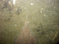 Image of seabed - photo.