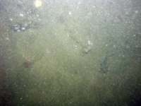 Image of seabed - photo.