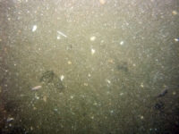 Image of seabed - photo.